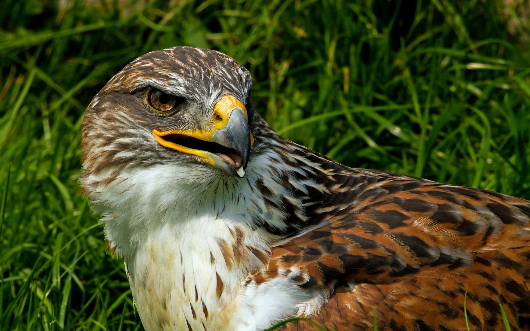 Königsrauhfußbussard.......