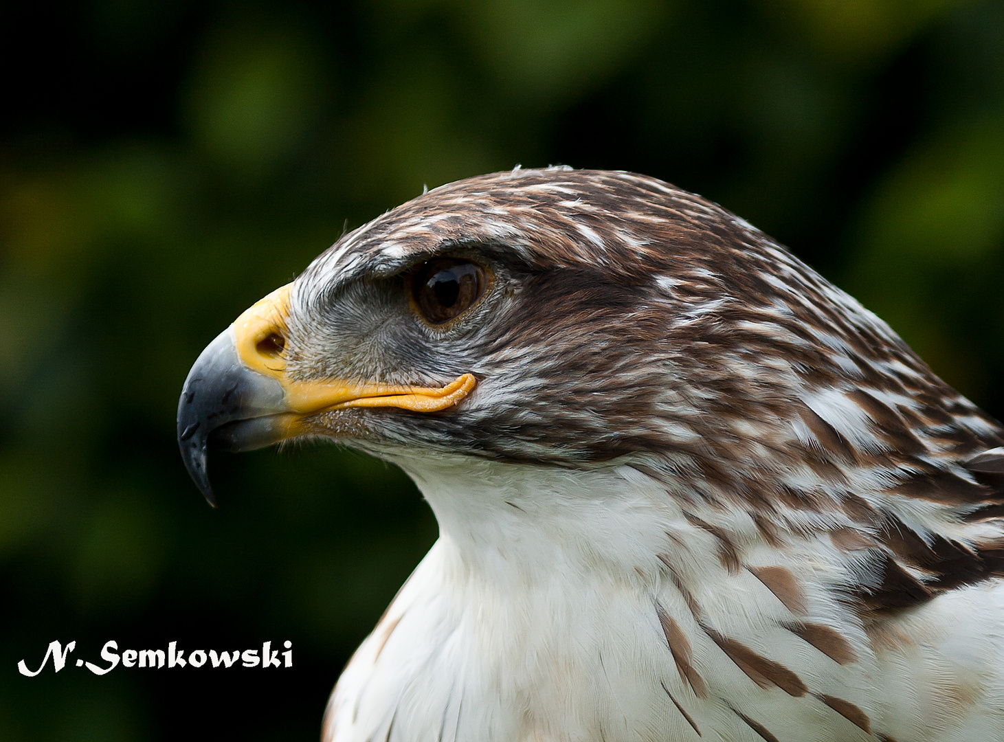 Königsrauhfußbussard