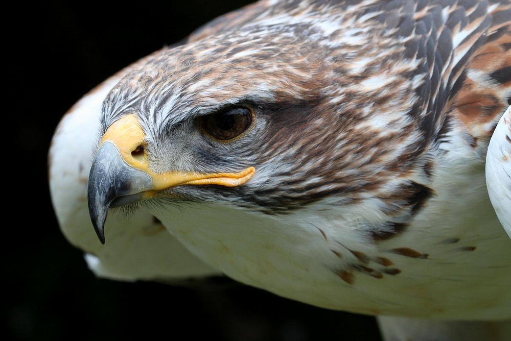 Königsrauhfußbussard (3)