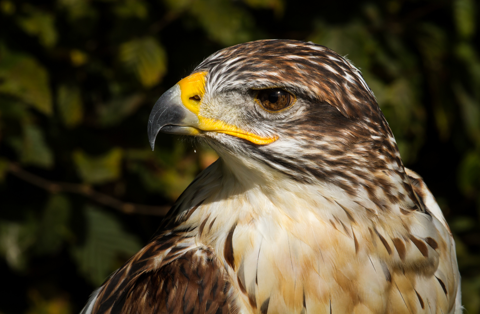 Königsrauhfußbussard