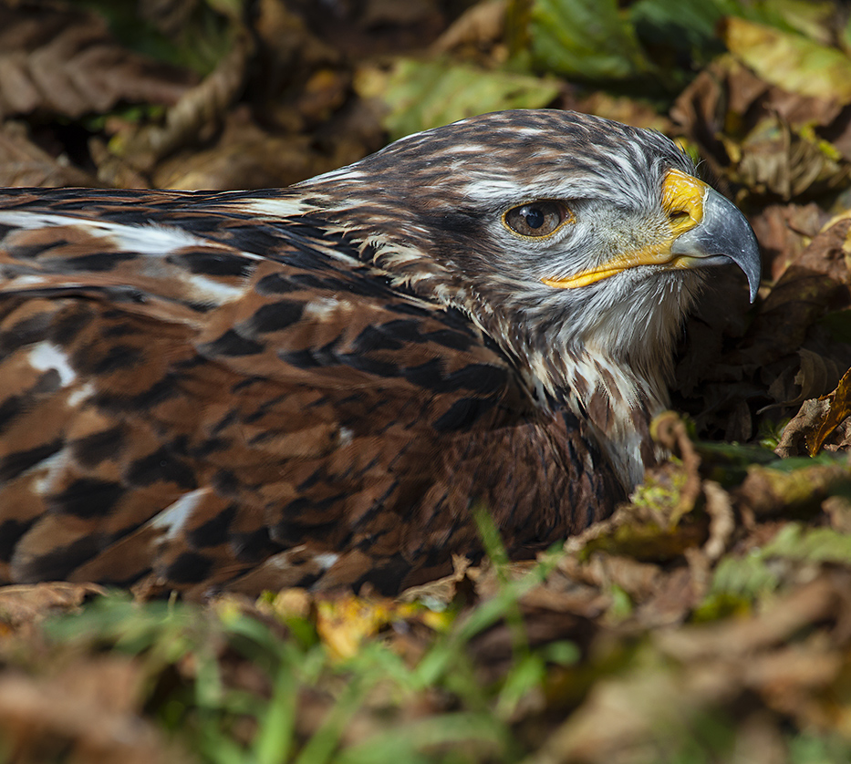 KÖNIGSRAUHFUSSBUSSARD