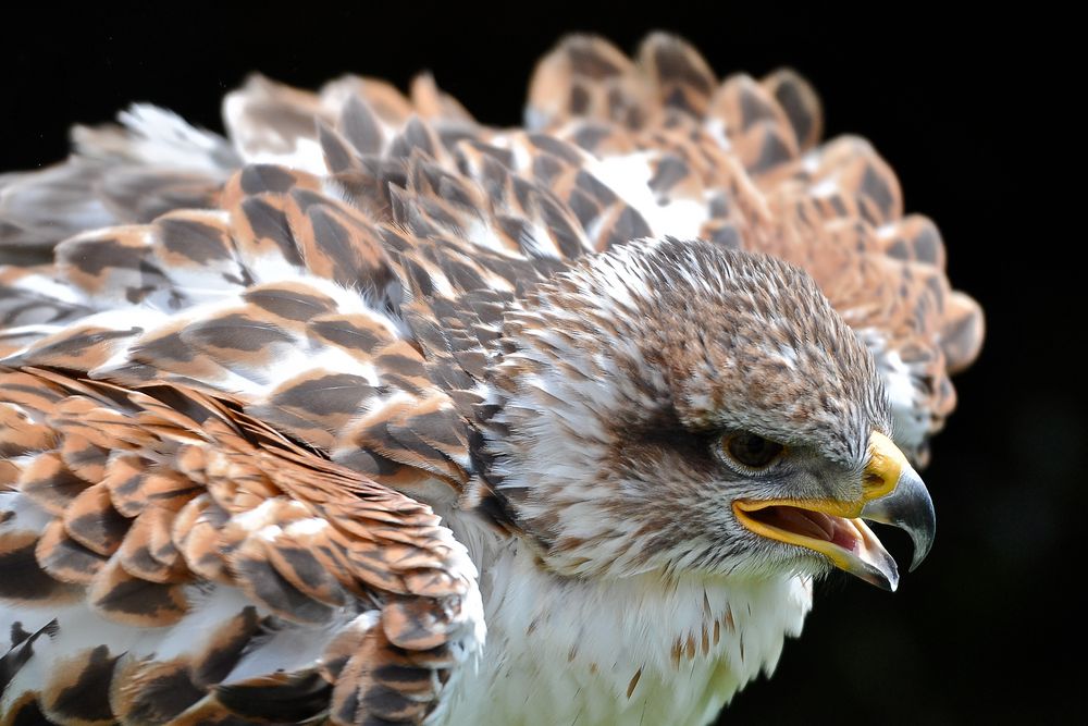 Königsrauhfußbussard