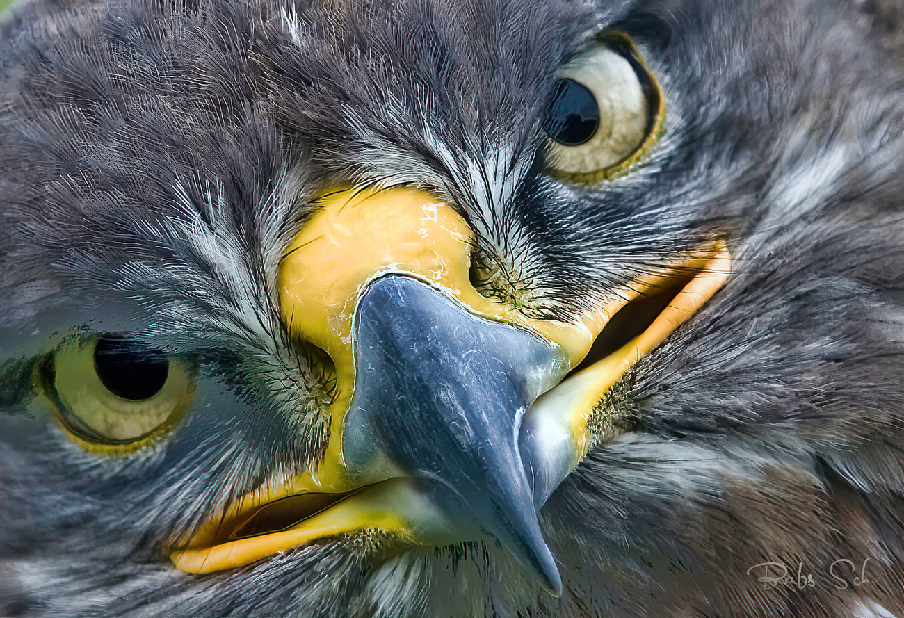 Königsrauhfußbussard