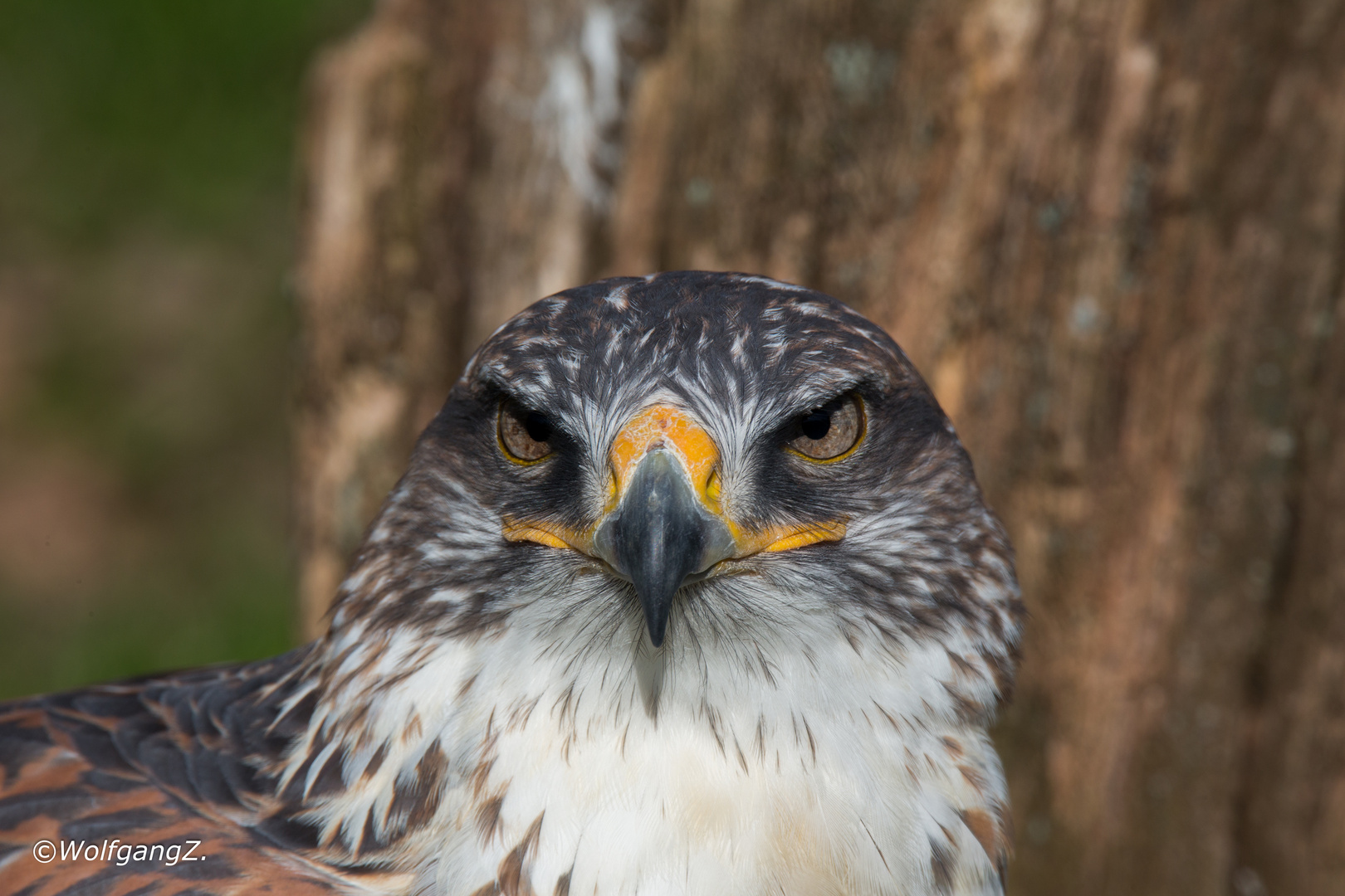 Königsrauhfußbussard