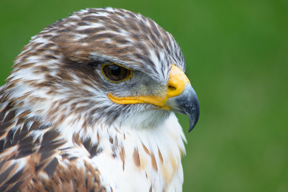 Königsrauhfußbussard