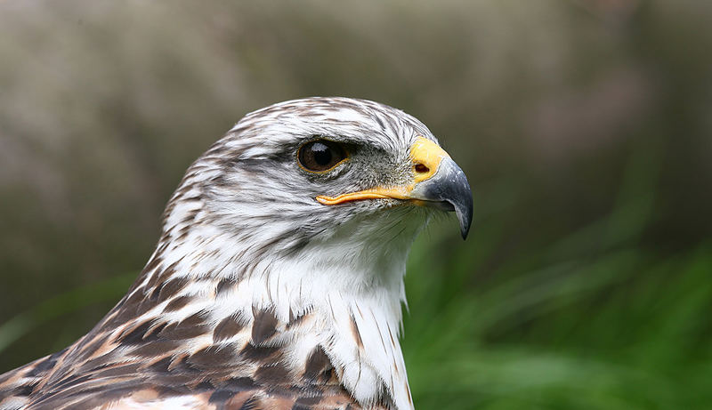 Königsrauhfussbussard