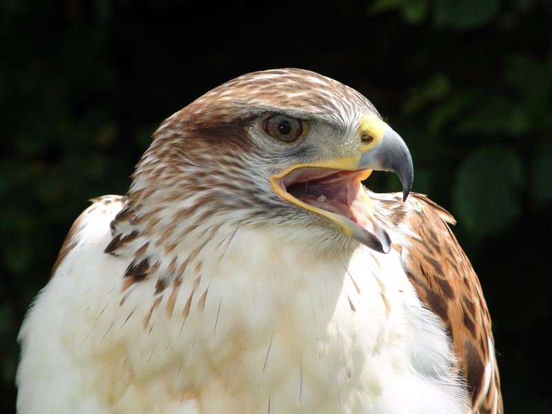 Königsrauhfußbussard auf der Greifvogelstation