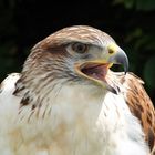 Königsrauhfußbussard auf der Greifvogelstation