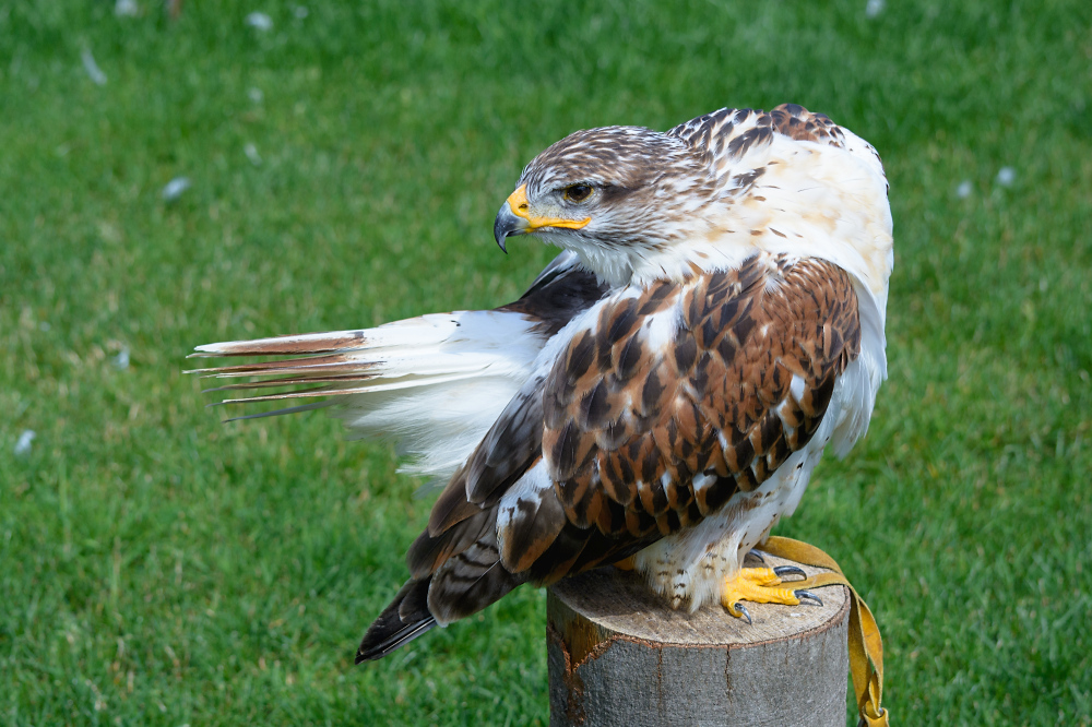 Königsrauhfußbussard beim Yoga