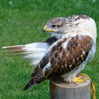 Königsrauhfußbussard beim Yoga