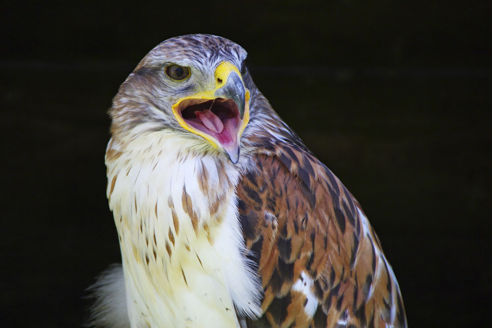 Königsrauhfußbussard