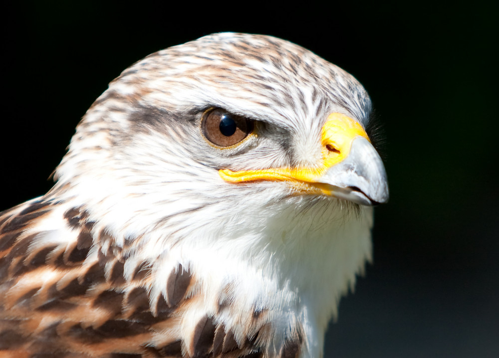 Königsrauhfußbussard