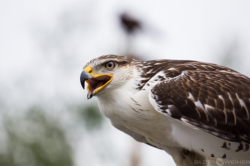 Königsrauhfußbussard