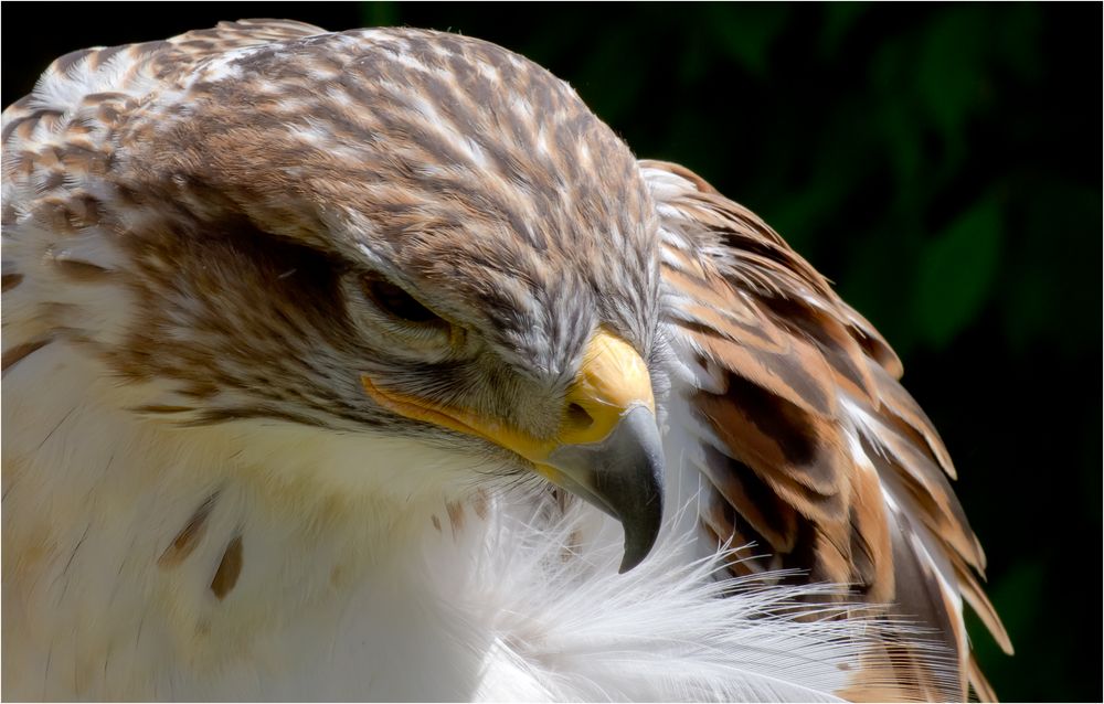 Königsrauhfußbussard II