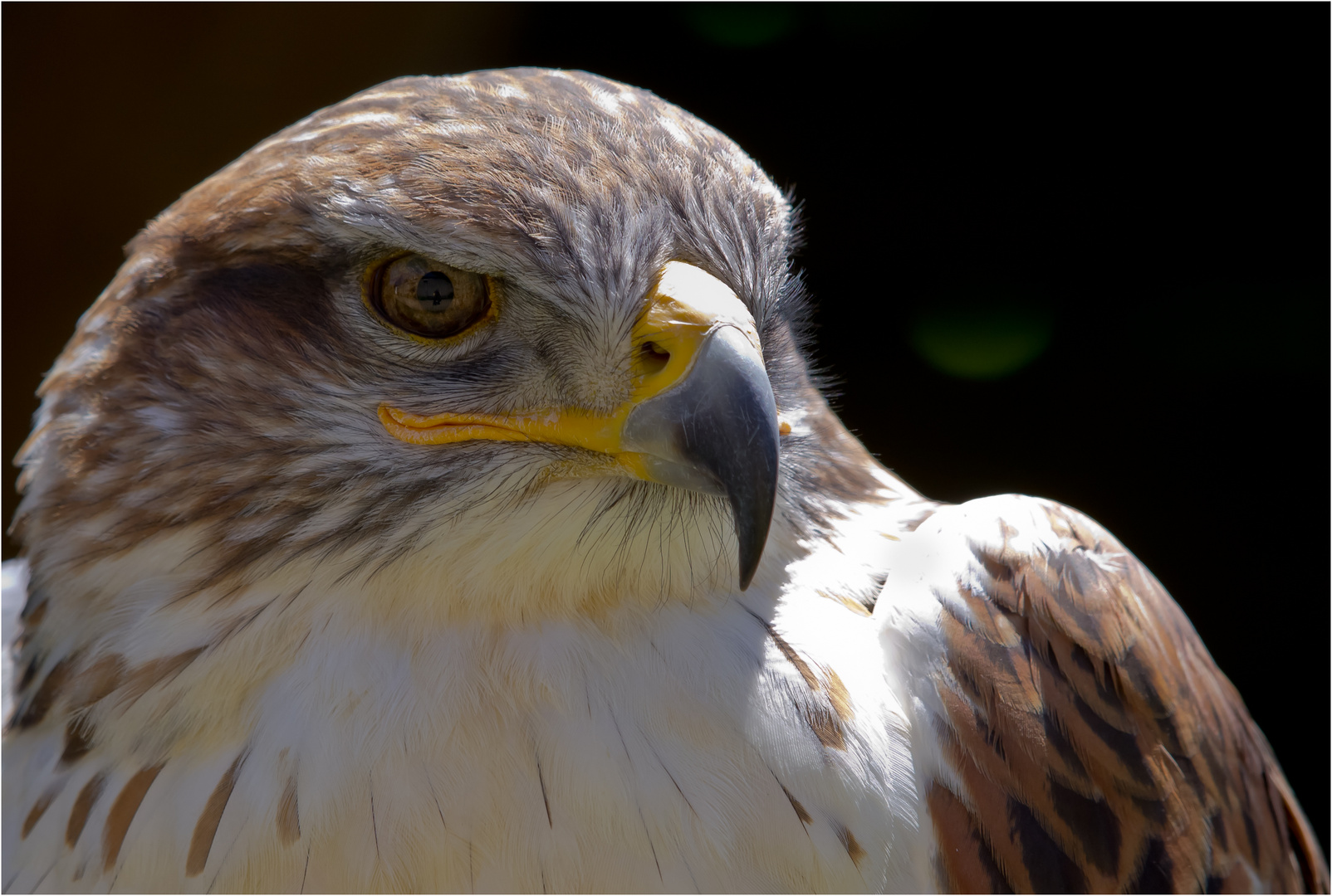 Königsrauhfußbussard III