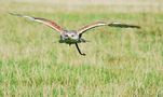 Königsrauhfussbussard im Anflug by Stefan Kreienbrock