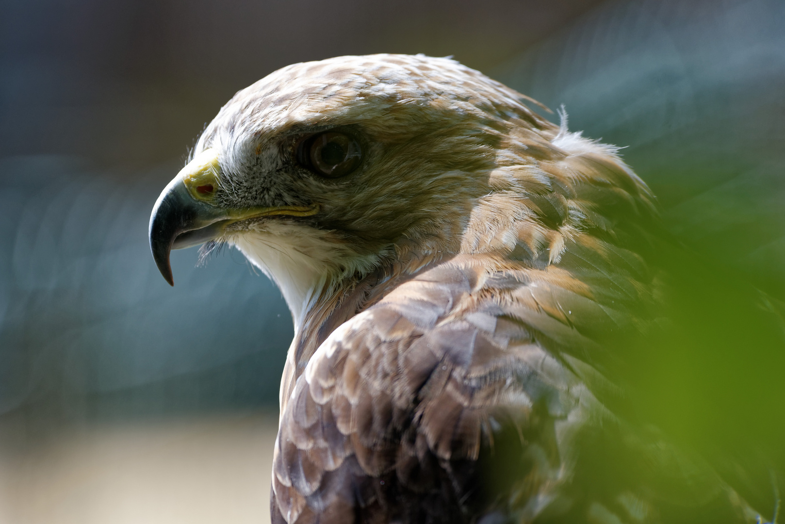 Königsrauhfußbussard im "Falkenhof" auf dem Großen Feldberg