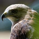 Königsrauhfußbussard im "Falkenhof" auf dem Großen Feldberg