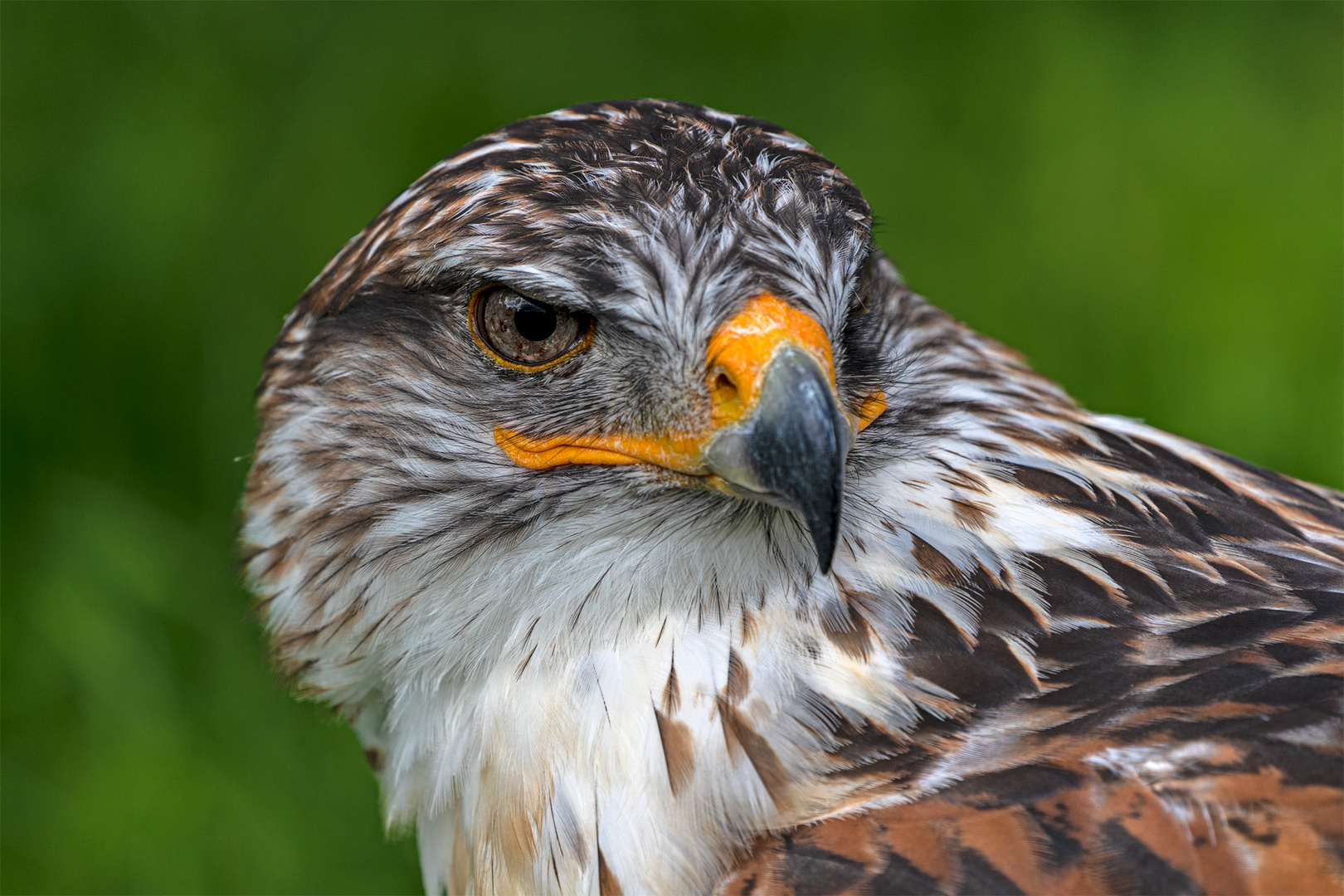 Königsrauhfußbussard_02 Foto & Bild greifvogel, greifvögel, tierpark Bilder auf Königsrauhfußbussard_02 Foto & Bild greifvogel, greifvögel, tierpark Bilder auf