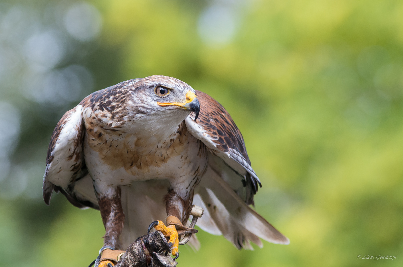 Königsrauhfussbussard_2