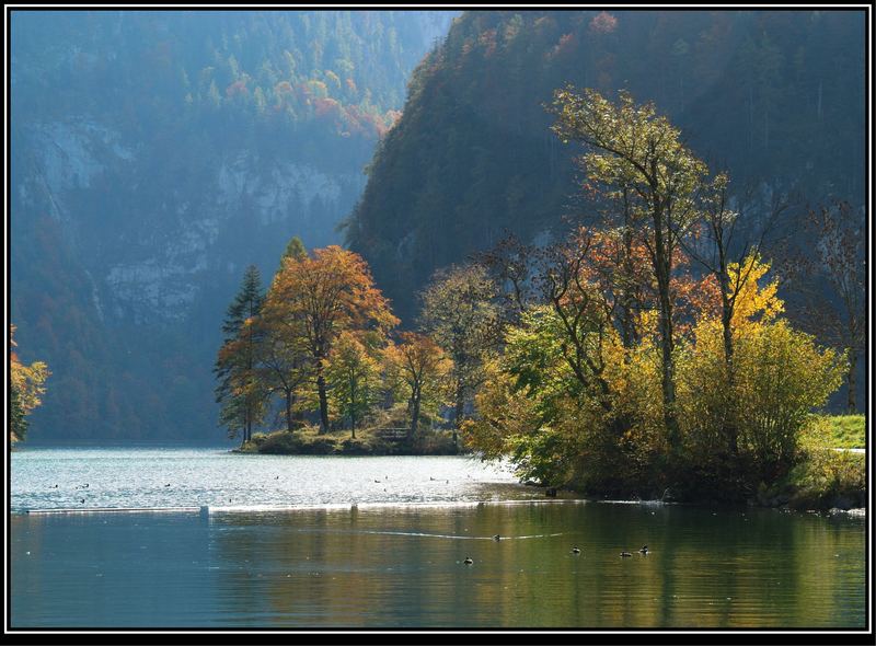 Königsse im Herbst