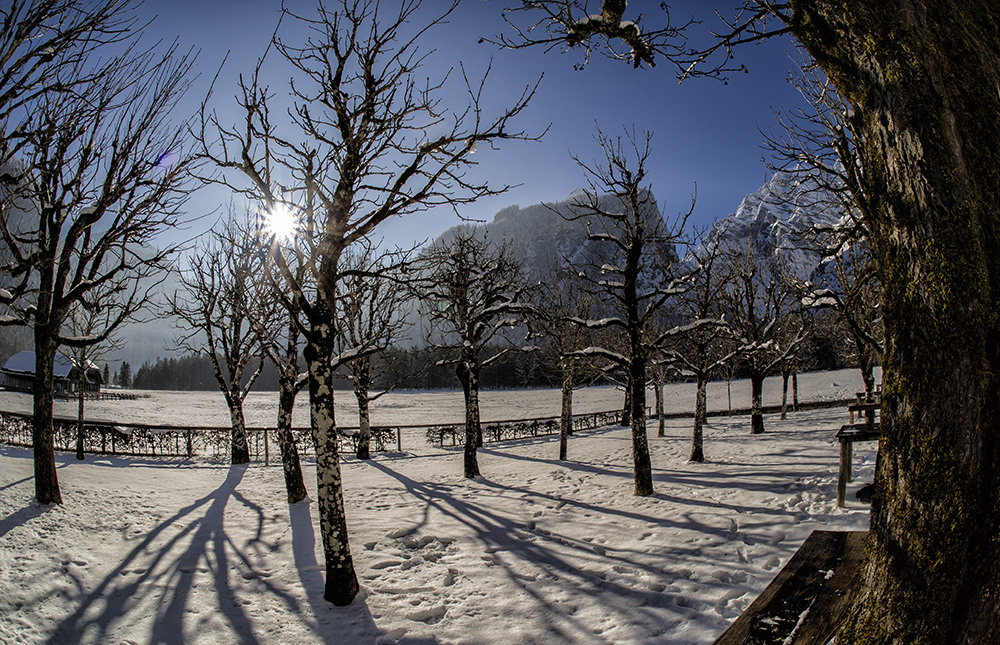 Königssee - St. Bartholomä - Bäume