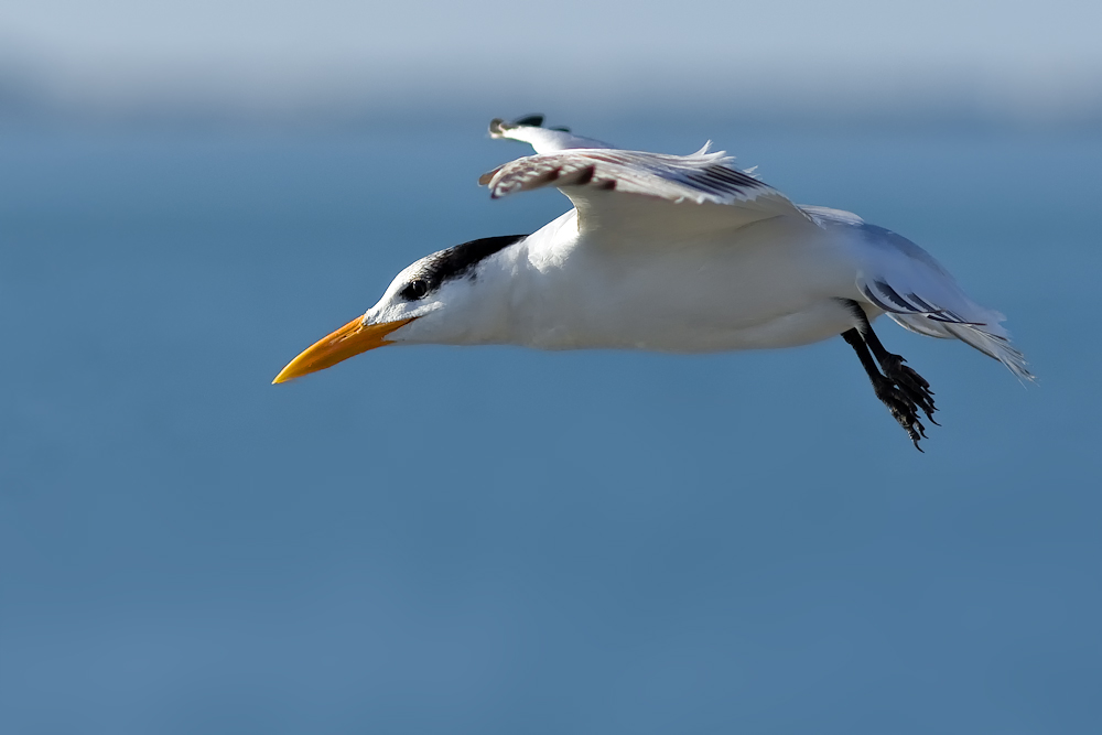 Königsseeschwalbe