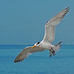 Königsseeschwalbe - Royal Tern (Sterna maxima)...