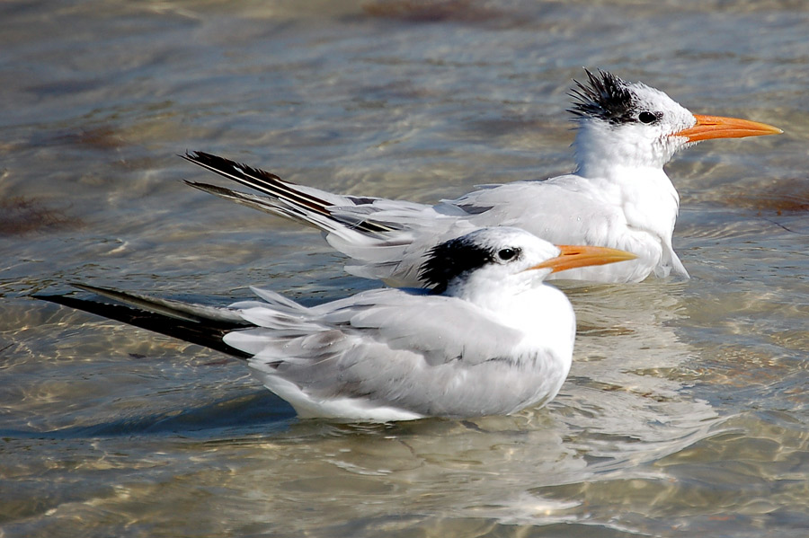 Königsseeschwalben