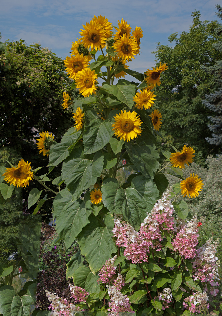 Königssonnenblume