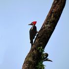 Königsspecht (Costa Rica)