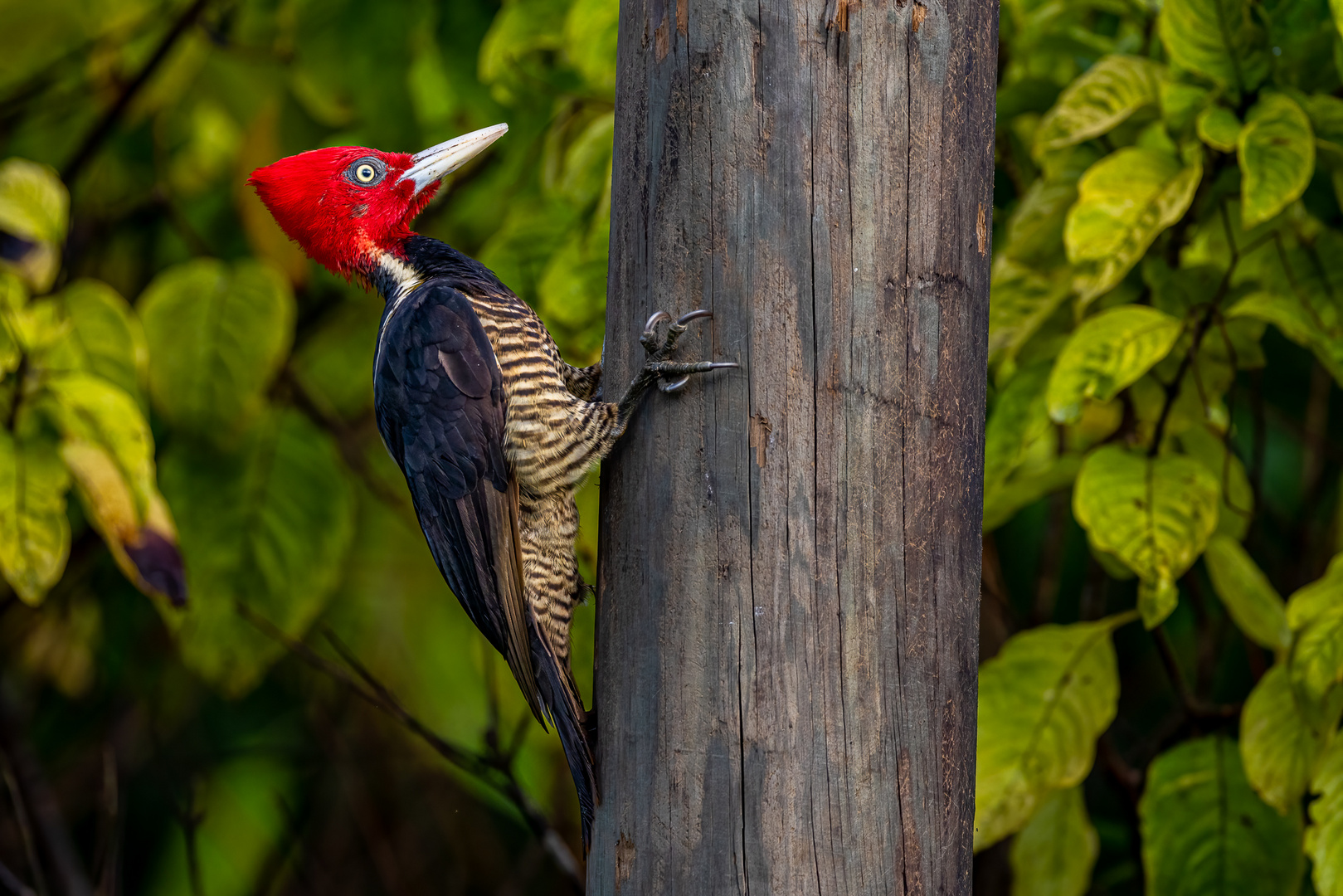 Königsspecht (Pale-billed Woodpecker)