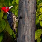 Königsspecht (Pale-billed Woodpecker)