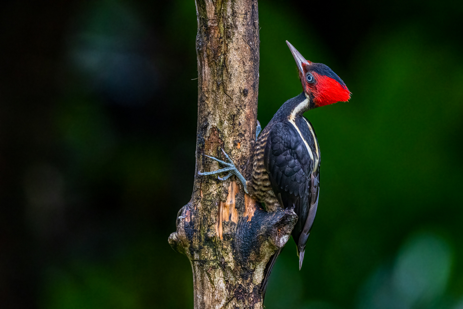 Königsspecht (Pale-billed Woodpecker)