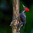 Königsspecht (Pale-billed Woodpecker)