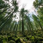 Königssteig Richtung Kofel