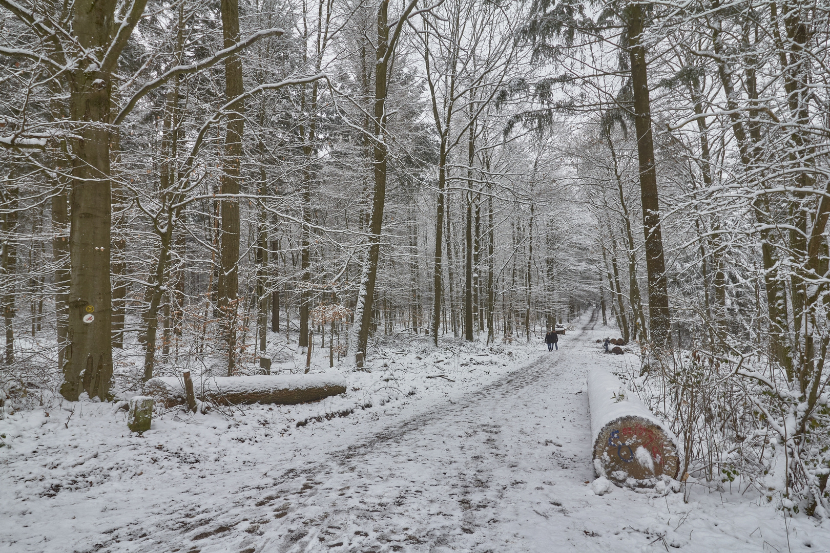 Königsstuhlwinter