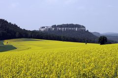 Königstein hinter Blütenpracht