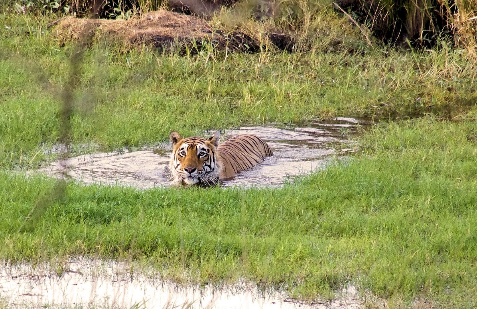 Königstiger