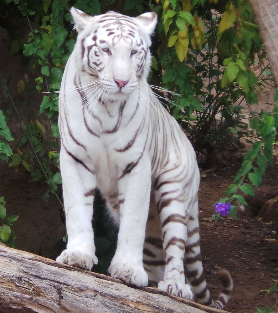 Weißer Königstiger Weißer Königstiger