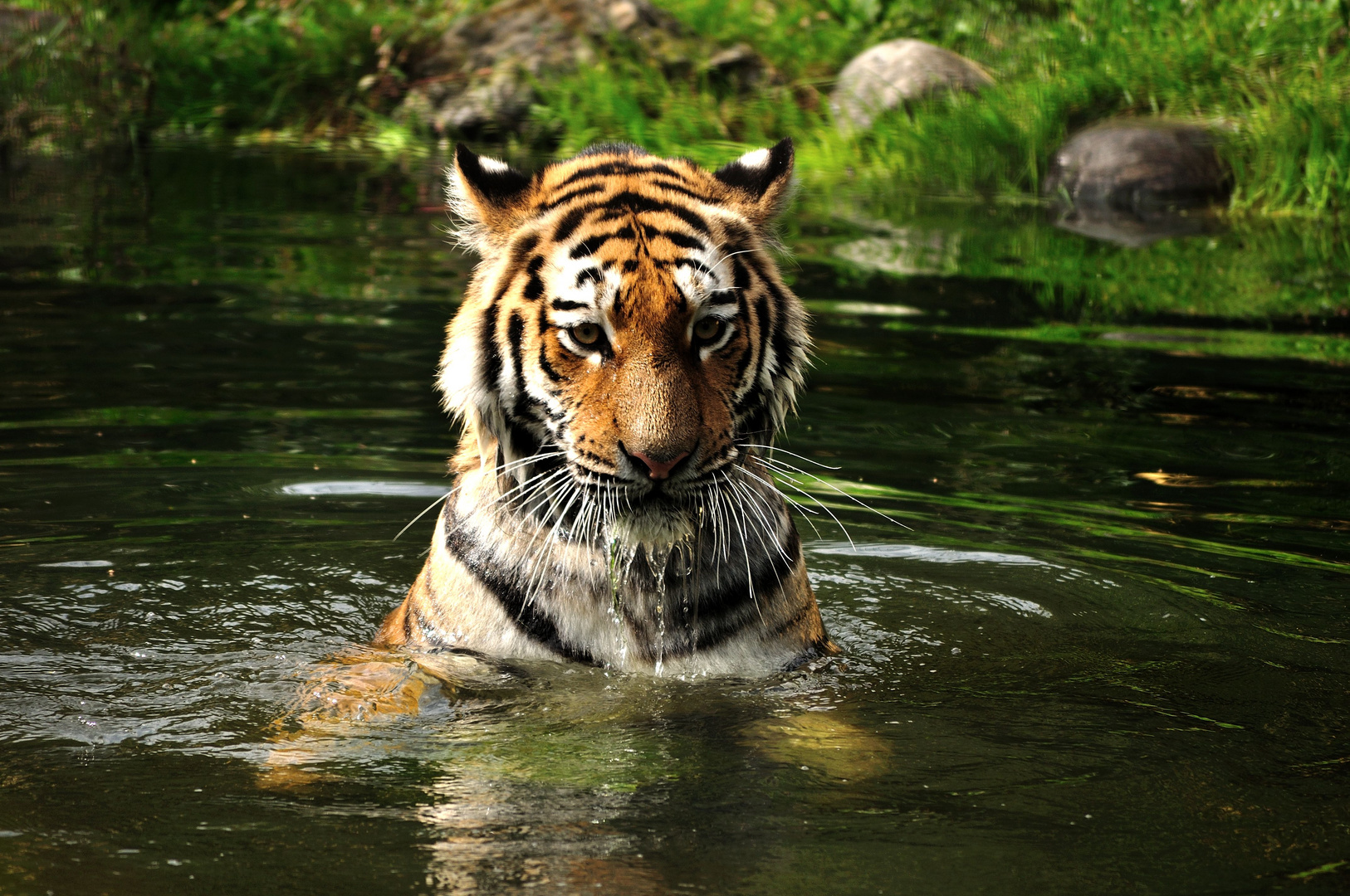 Königstiger beim baden