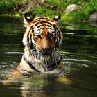 Königstiger beim baden