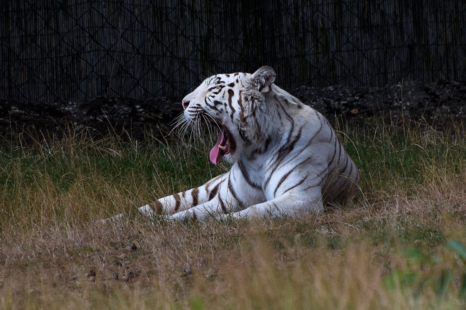 Königstiger !