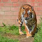 Königstiger (Panthera tigris tigris)