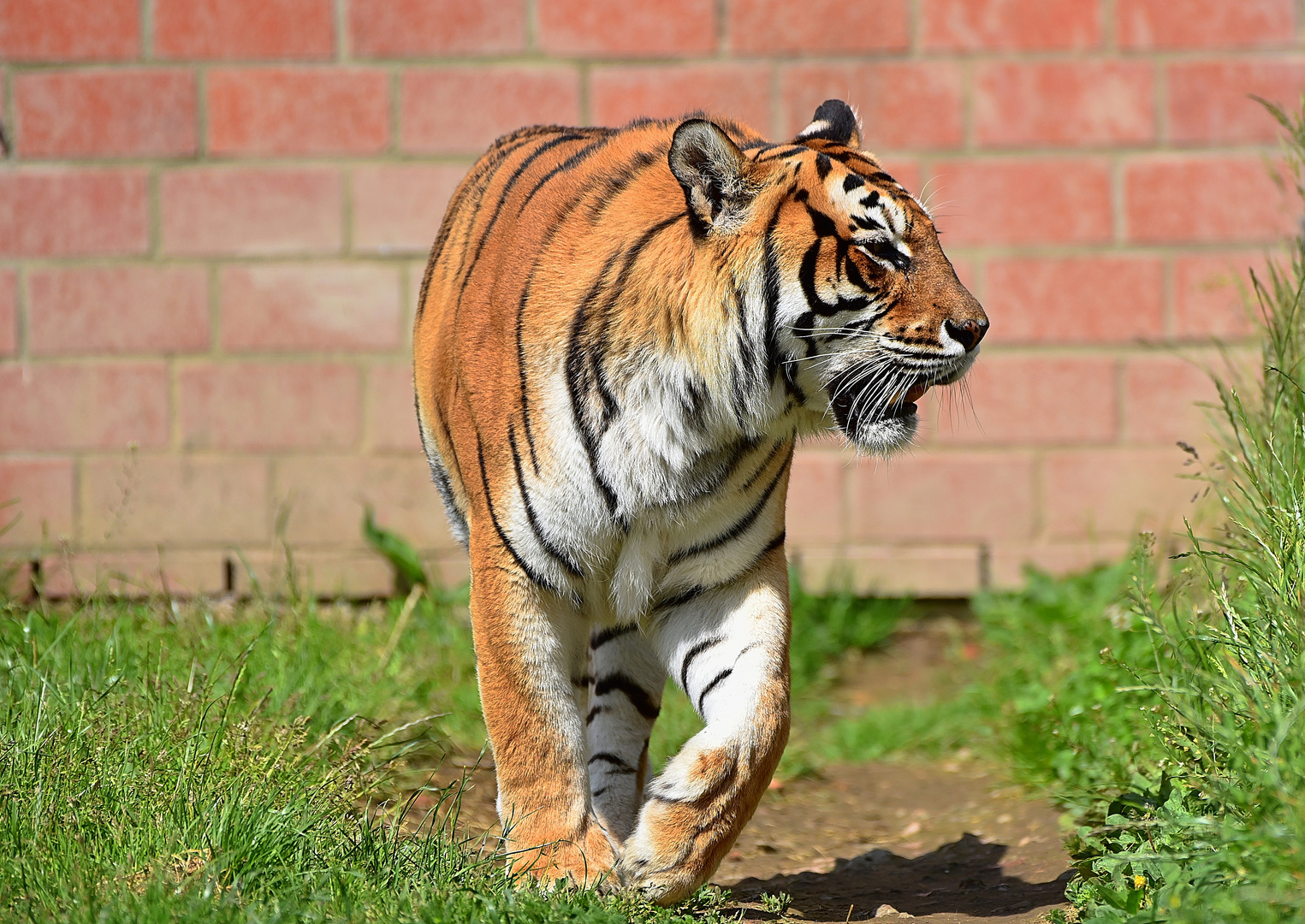 Königstiger (Panthera tigris tigris)