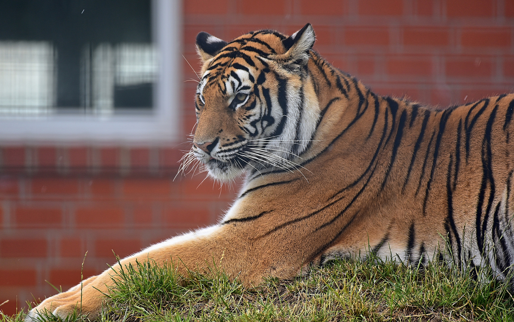 Königstiger (Panthera tigris tigris)