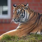 Königstiger (Panthera tigris tigris)