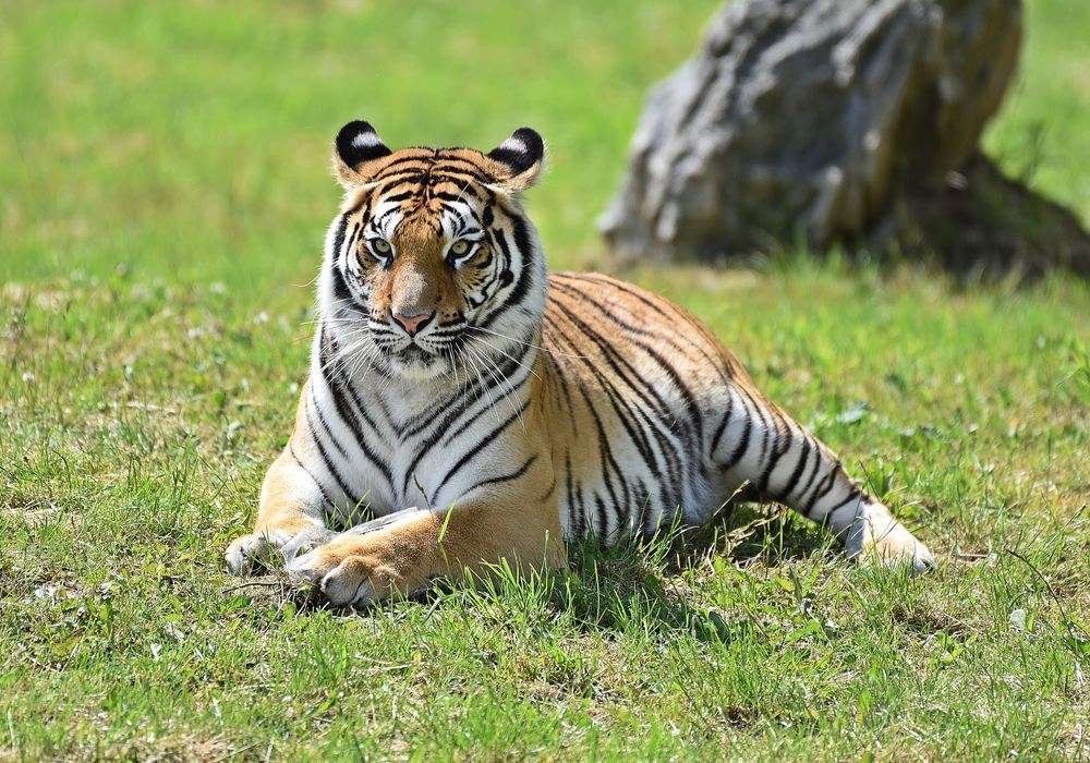 Königstiger (Panthera tigris tigris) Foto & Bild | tiere Königstiger (Panthera tigris tigris) Foto & Bild | tiere