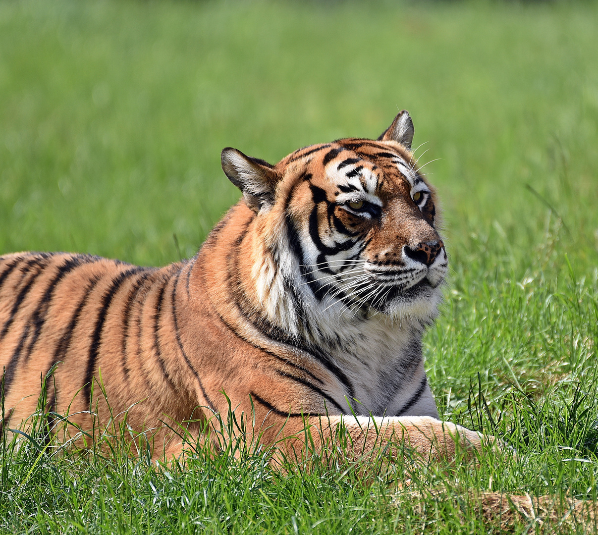 Königstiger (Panthera tigris tigris)