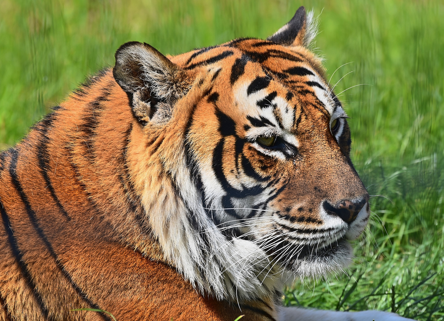 Königstiger (Panthera tigris tigris)